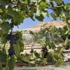 1,500-year-old Byzantine grape varieties harvested in the Negev desert. Credit: Lior Schumer, Israel Nature and Parks Authority