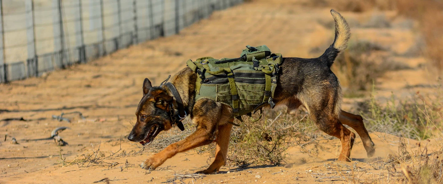 Soldiers from the IDF’s Oketz canine unit patrol in Kerem Shalom on the Gaza-Israel-Egypt border, May 18, 2022. Photo by Michael Giladi/Flash90.
