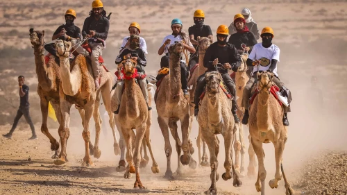 Israeli Bedouin take part in a camel race near Ashalim in the northern Negev on Nov. 1, 2024. Photo by Jamal Awad/Flash90.