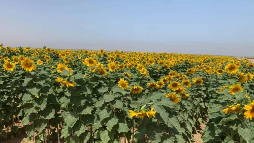Sunflowers in Southern Israel
