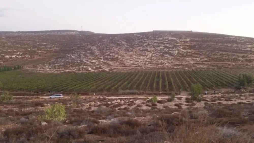 The Kerem Meirav vineyard of Tom Winery. Photo courtesy of Tom Winery.