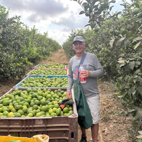Volunteer Robert Freibaum picks lemons in the south, October 2025. Credit: Robert Freibaum.