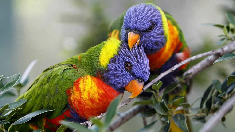 Lorikeet parrots seen at the Jerusalem Biblical Zoo on July 2, 2013. Photo by Miriam Alster/Flash90.