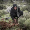 A Palestinian woman plants olive trees near the Israeli settlement of Kfar Tapuach in Judea and Samaria. March 22, 2017. Photo by Nasser Ishtayeh/Flash90.