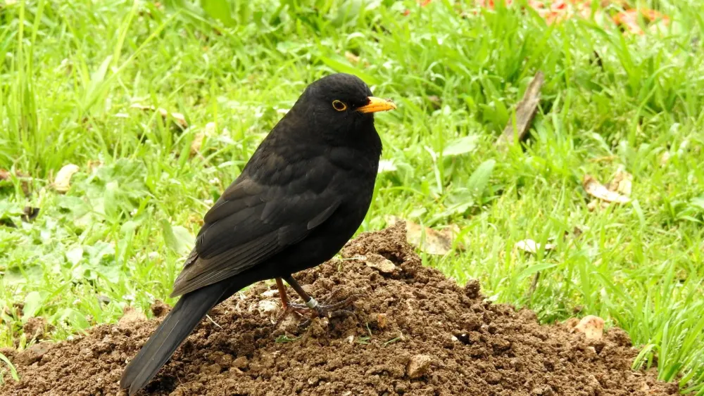 Myna bird. Credit: Dov Greenblatt/SPNI.