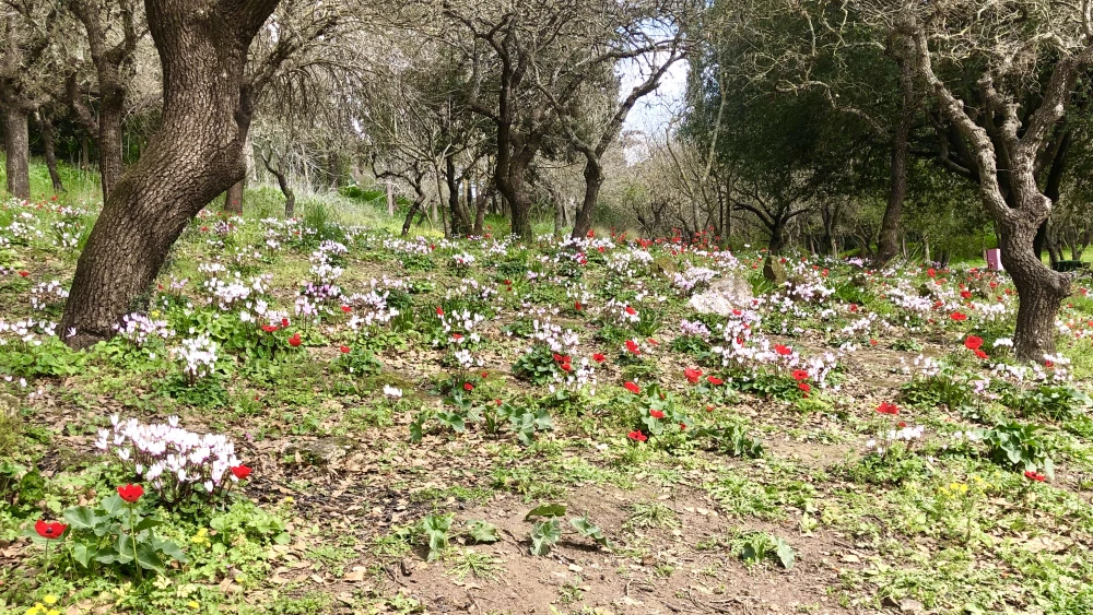 Springtime at Beit She'arim. Photo by Judy Lash Balint.