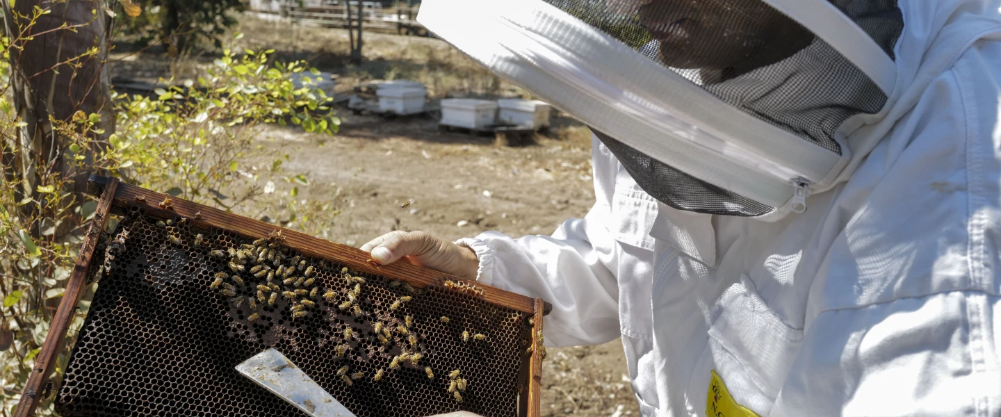 Honey bees Israel
