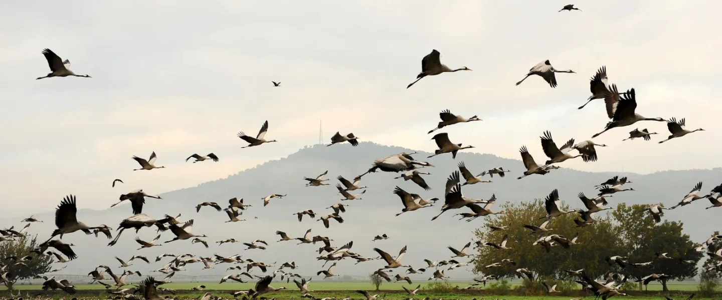Israel is home to more than 220 bird species, some rare and some far more common. Photo by Mendy Hechtman/Flash90.