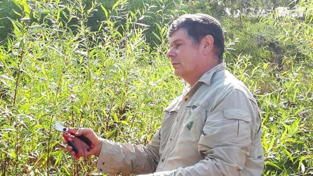 Dr. Joshua Klein, head of the Israeli Ministry of Agriculture’s Unit for Agriculture According to the Torah, pruning willows at the Agriculture Research Organization-Volcani Center. Credit: Maoz Aizikovitz.
