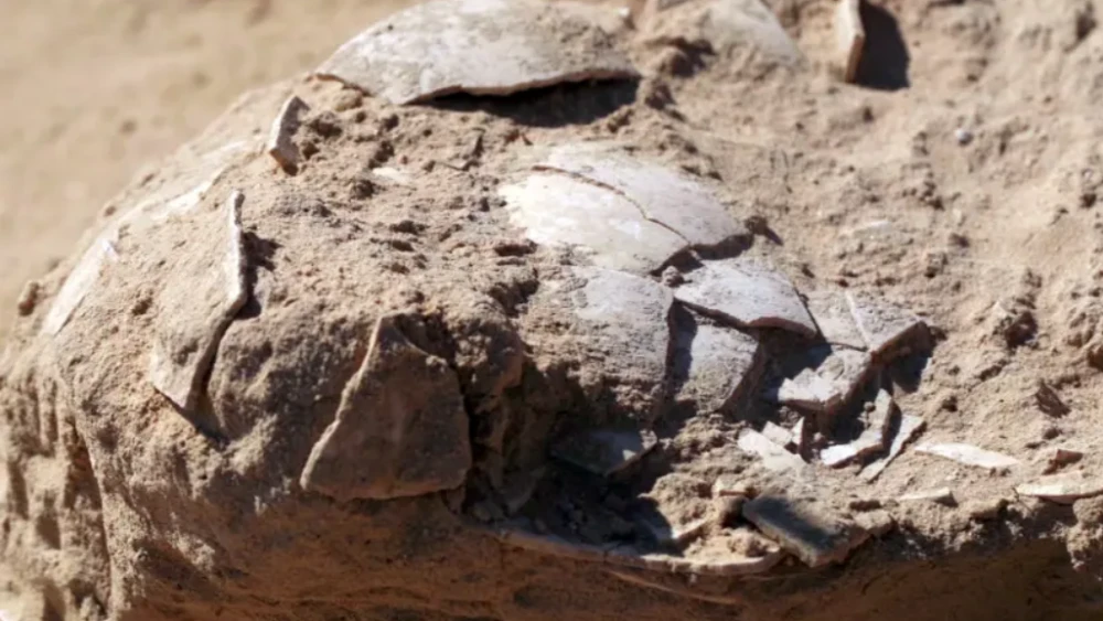 Fragments of ostrich eggs discovered near an ancient campsite in Israel's Negev Desert. Emil Aladjem/Israel Antiquities Authority.