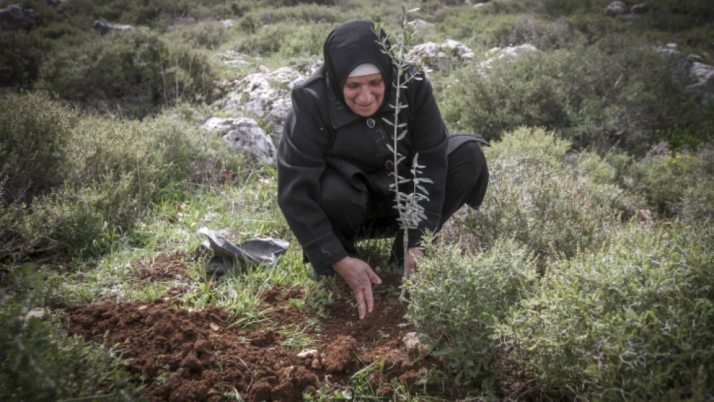 A Palestinian woman plants olive trees near the Israeli settlement of Kfar Tapuach in Judea and Samaria. March 22, 2017. Photo by Nasser Ishtayeh/Flash90.