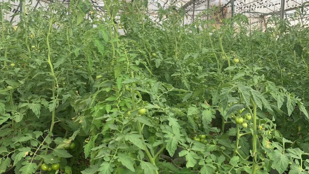 Hothouse tomatoes growing at Hatov V’Hameitiv charity farm. Photo courtesy of Sandy Colb.