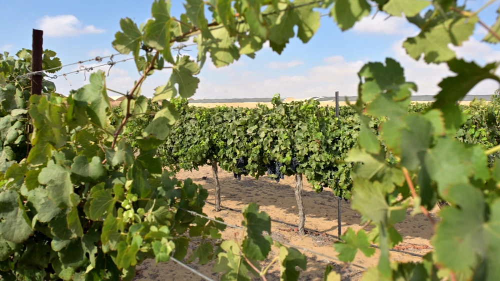 Vignes en pleine maturation dans le désert du Néguev, 2026. Photo de Nira Zadok.