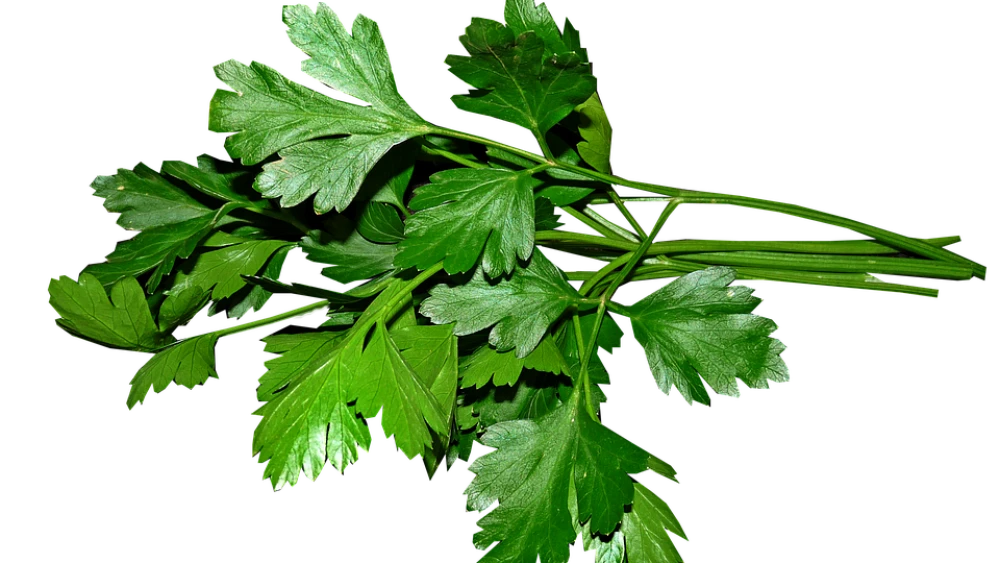 Fresh parsley. Credit: Pixabay.