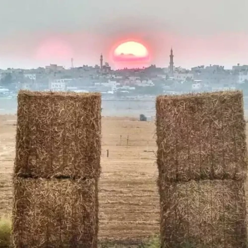 A field at Kibbutz Nir Oz against the backdrop of the sun setting on Gaza. Photo by Shahar Vahab.