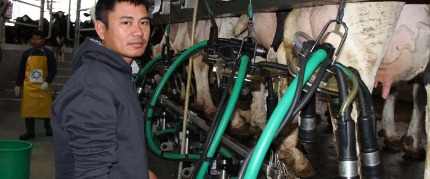 Korawit Kaeokoed milking cows at Kibbutz Alumim, near the Gaza Strip, Jan. 22, 2025. Photo by Rafi Babayan.