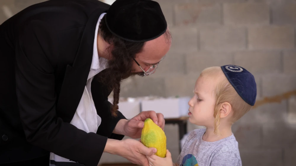 Orthodox Jews examine etrogs for imperfections in the northern Israeli city of Tzfat, on Sept. 19, 2021, ahead of the Jewish holiday of Sukkot. Photo by David Cohen/Flash90.
