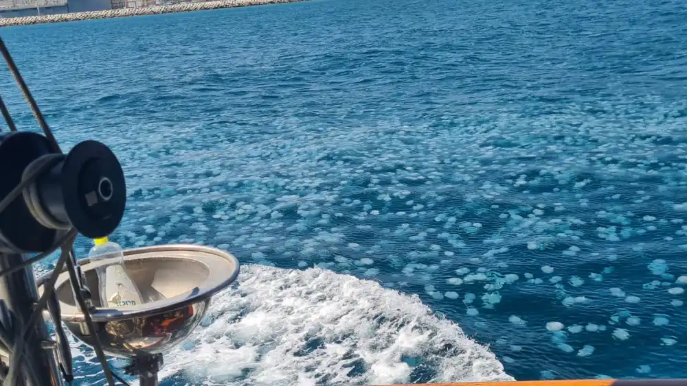 A large swarm of jellyfish in the waters along the Haifa Port in the summer of 2022. Photo by Dudu Gabrieli.
