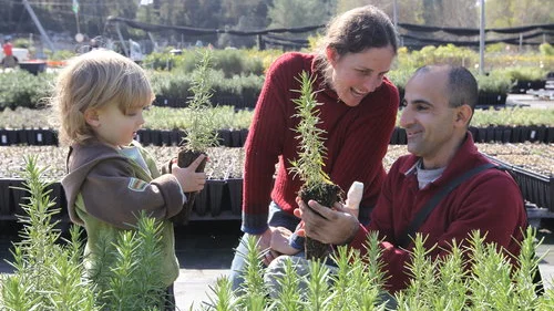 A family chooses plants in central Israel’s Eshtaul nursery for Tu B'Shvat in January 2011. Credit: Nati Shohat/Flash90