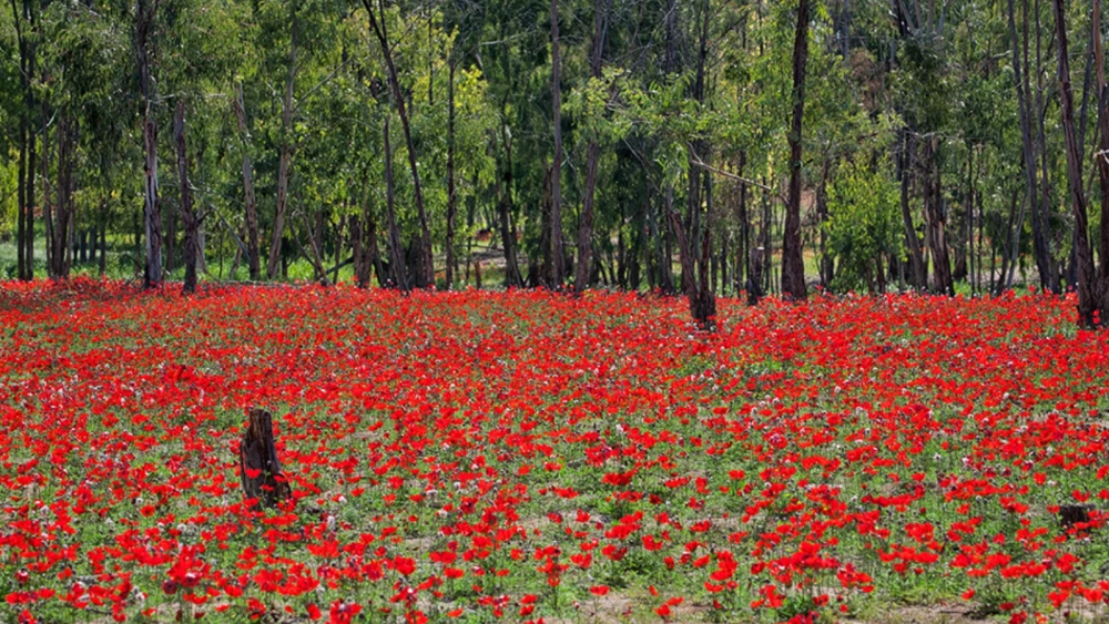 Red South anemone fields in southern Israel. Photo by Noam Chen.