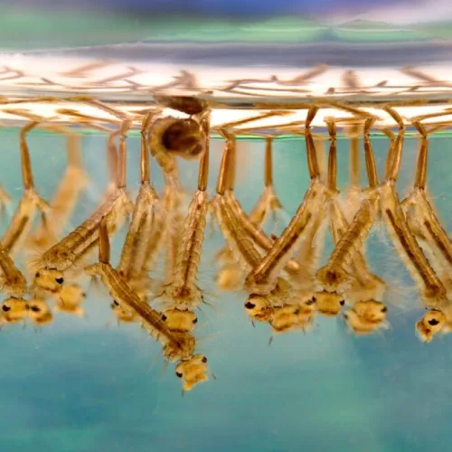 Mosquito larvae in stagnant water. Credit: James Gathany of the CDC in PLoS Biology, courtesy of Wikimedia Commons.