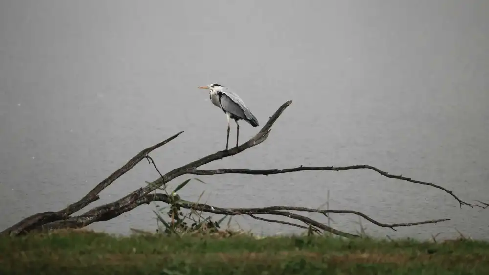 Cranes at Hula Valley