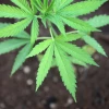 Cannabis, also known as marijuana, June 10 2011. Photo by Yossi Zamir/Flash 90.