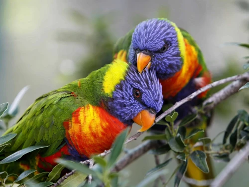 Lorikeet parrots seen at the Jerusalem Biblical Zoo on July 2, 2013. Photo by Miriam Alster/Flash90.