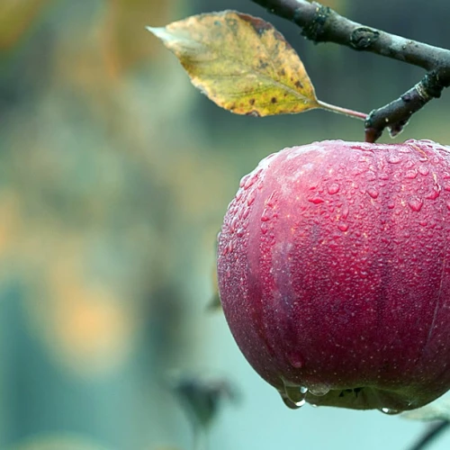 Apples in autumn. Credit: Pixabay.