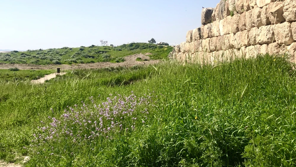 Tel Lachish. Credit: Judy Lash Balint.