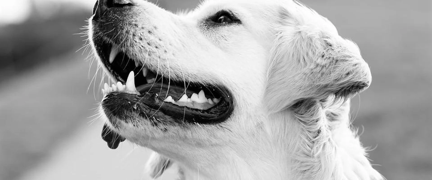 Post-COVID, the Dogiz company has launched an updated app, website and business plan. Credit: Pixabay.