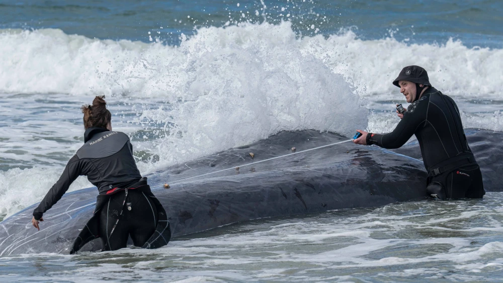 Sperm Whale, Zikim Beach