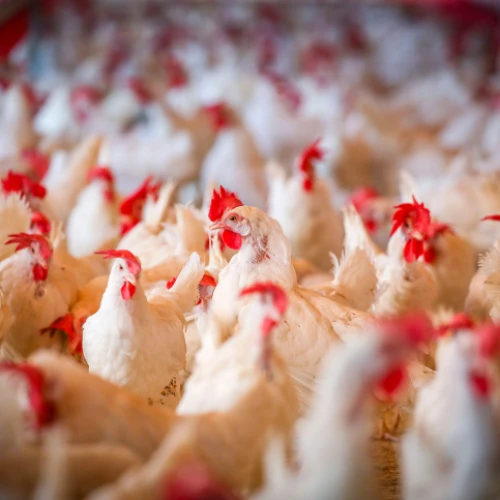 A chicken coop in Yashresh Israel on Aug. 11 2020. Photo by Yossi Aloni/Flash90.