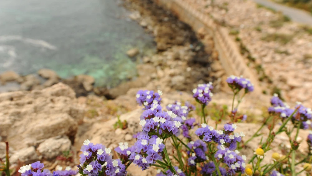 Flowers bloom in Rosh Hanikra at the site of a geologic formation in Israel on the coast of the Mediterranean Sea in northern Israel, a white chalk cliff face that opens up into spectacular grottos, May 1, 2019. Photo by Mendy Hechtman/Flash90.