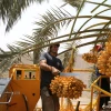Israelis harvest dates in Kibbutz Sde Eliyahu on Sept. 7, 2020. Photo by Gershon Elinson/Flash90.