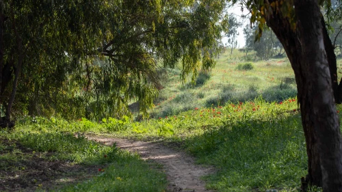 The Be'eri Forest in southern Israel, Feb. 24, 2020. Photo by Mila Aviv/Flash90.