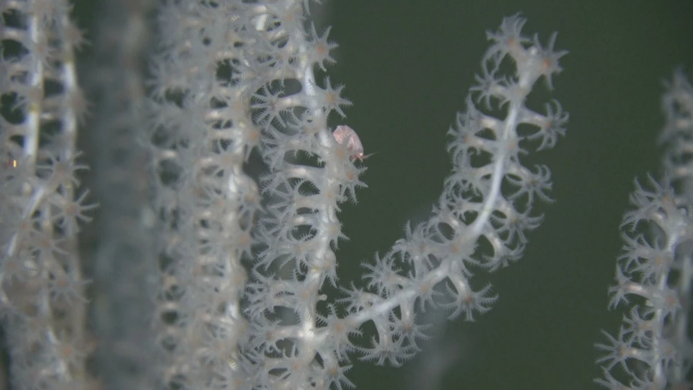 Isidella elongate, a critically endangered bamboo coral, on compact mud sediments at Palmahim Slide. Photo courtesy of the eUniversity of Haifa and Israel Oceanographic and Limnological Research.