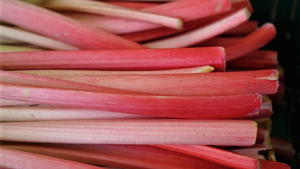 Rhubarb. Credit: Pixabay.