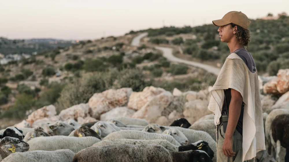 A Jewish shepherd tends to his flock of sheep and goats at Zarda Farm near the Israeli settlement of Peduel on July 28, 2026. Photo by Hilel Ben Or/Flash90.
