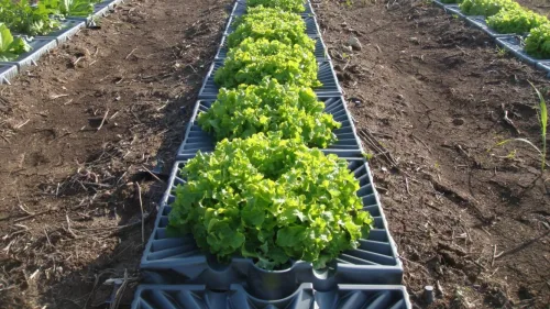 Tal-Ya's trays catch every drop of dew. Credit: Courtesy.