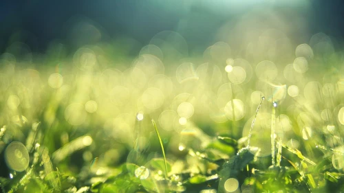 Summer morning dew. Credit: Pixabay.