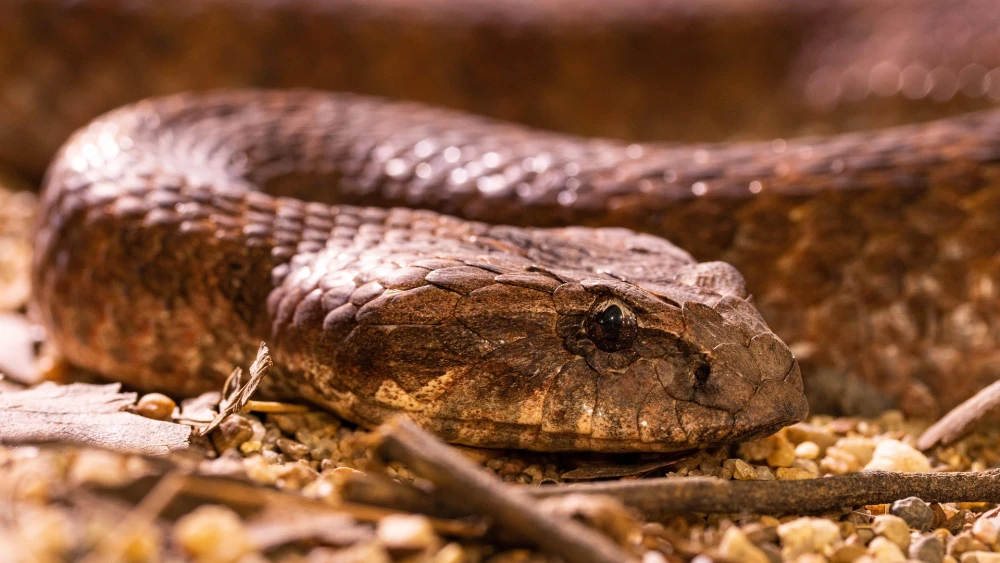 Snake. Credit: Storme22k/Pixabay.