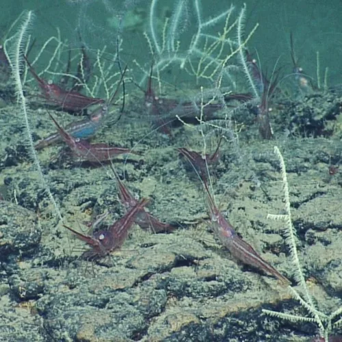 Sea life at the Palmachim Slide. Photo courtesy of the University of Haifa and Israel Oceanographic and Limnological Research.