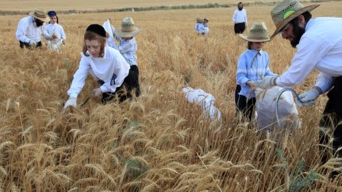 Haredi Jews follow an ancient biblical command and harvest wheat with a hand sickle in a field near the central Israeli town of Modi’in. They will store the wheat for almost a year and then use it to grind flour to make unleavened bread for the weeklong Passover holiday. May 24, 2009. Photo by Nati Shohat/Flash90.