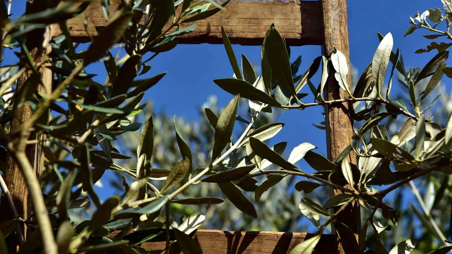 Olive Trees