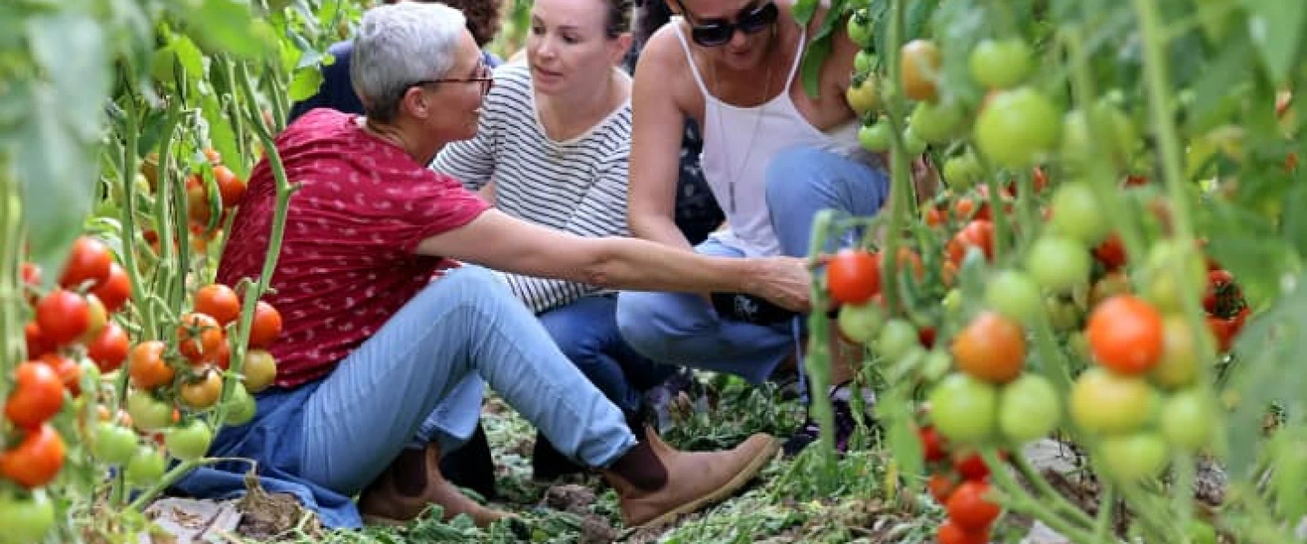 Israeli volunteers help out with tomatoes harvest at a moshav in the Sharon area, Nov. 6, 2023. Photo by Yossi Zamir/Flash90.
