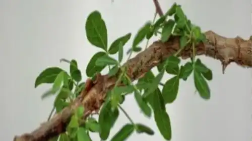 Leaves showing fine hairs at 12 years. Photo courtesy of Guy Eisner.