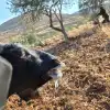 A goat shows signs of distress after consuming suspected poisoned bait near David’s Fortress Farm in the Binyamin region, Aug. 26, 2026. Credit: Courtesy of David’s Fortress Farm.