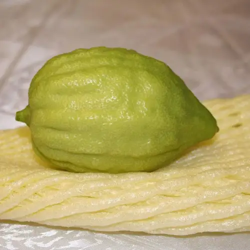 Etrog. Credit:/Pixabay.