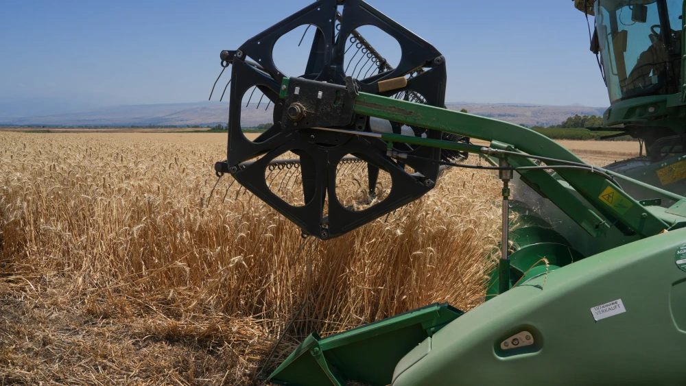 A farmer harvests wheat with a machine in Hula Valley, northern Israel, on June 2, 2026. Photo by Ayal Margolin/Flash90.